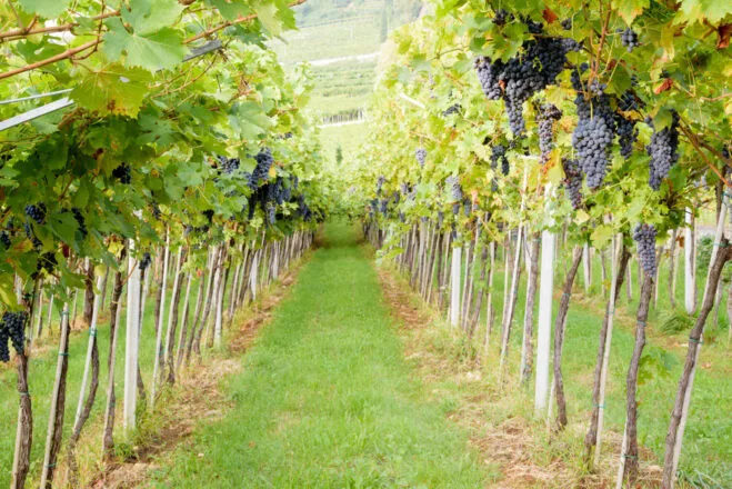 mangiamo italiano Amarone Valpolicella